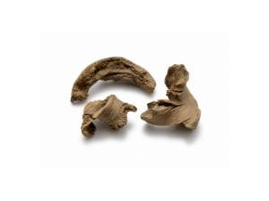 Shatavari Root (Natural Women Wellness Herb)